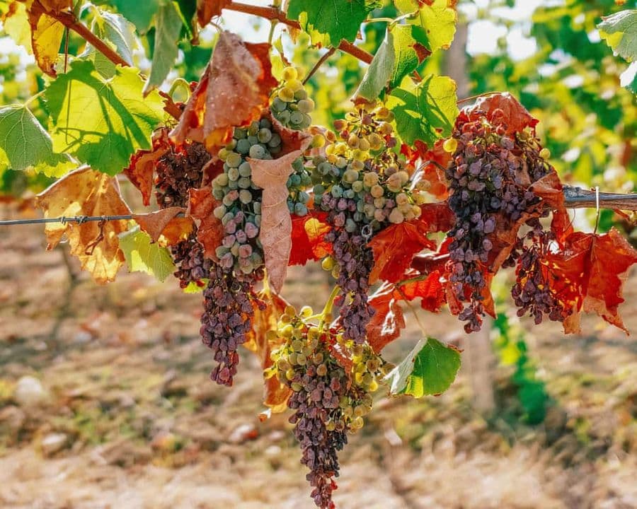 France Braces for a 30-Year-Low Wine Harvest After Its Hottest Summer on Record