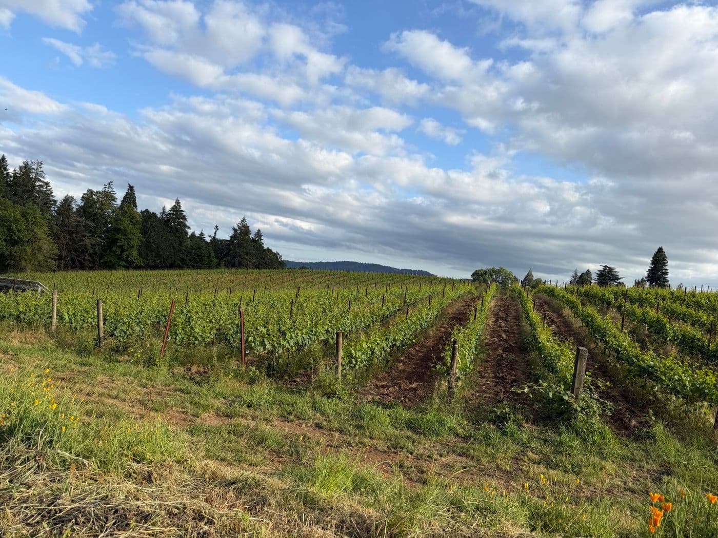 Willamette Valley 2023 & 2024: Two Very Different Roads to Great Pinot Noir