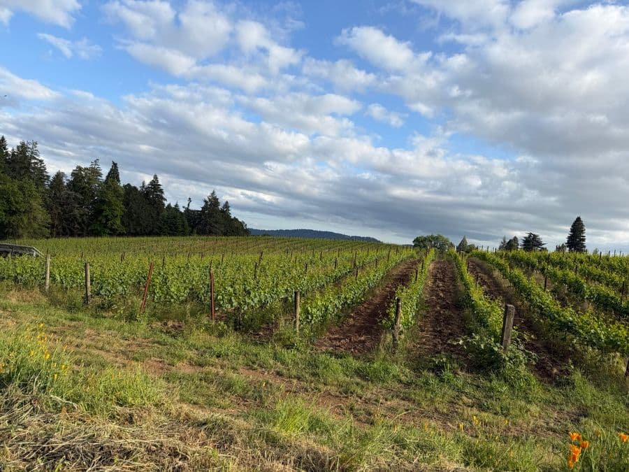 Willamette Valley 2023 & 2024: Two Very Different Roads to Great Pinot Noir